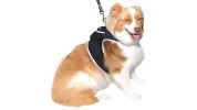 Collar Mount Mini Pet GSM GPS Tracking Device for Dogs with Mobile App Size:L