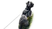 GPS Dog Collar high Rated Reviews Tracker w/ Realtime App + SMS Alerts Size:L