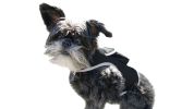 GPS Pet Locator Collar Mounted Waterproof GSM Dog/Cat Tracking Device Size:L